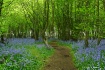 Heartwood Forest ...