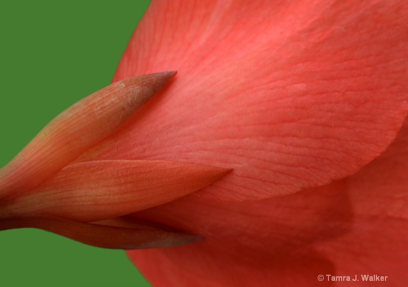 Red & Green