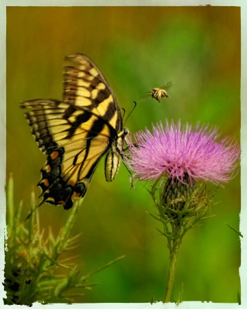 Butterfly, Bee & Thistle