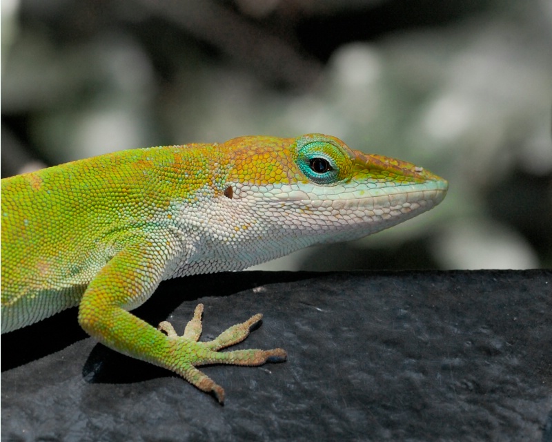 Downtown Anole