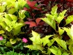 Burst of Color