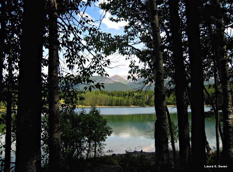 Forest Curtain