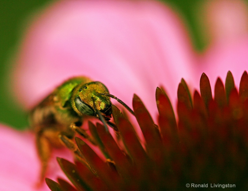 Bee Headed - ID: 8948714 © Ron Livingston