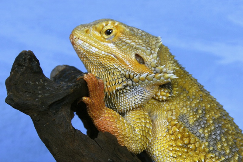 img2