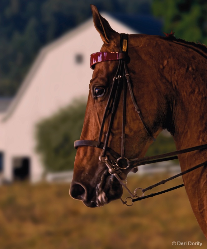 American Saddlebred