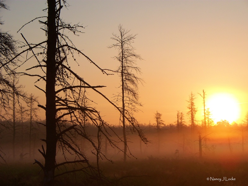 Sunrise in the Swamp