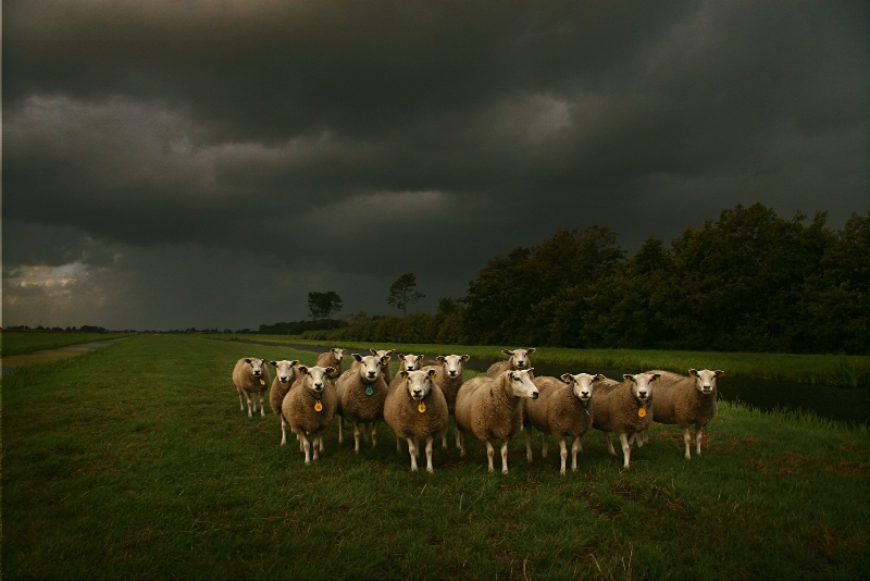 Sheeps in the Rain
