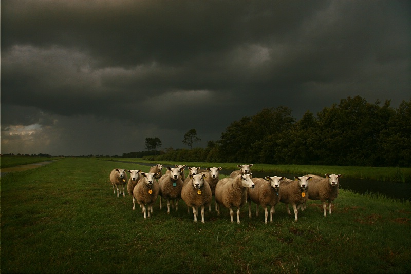 Sheeps in the Rain