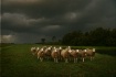Sheeps in the Rai...
