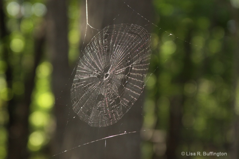 Web in Hanging Rock Park - ID: 8958065 © Lisa R. Buffington