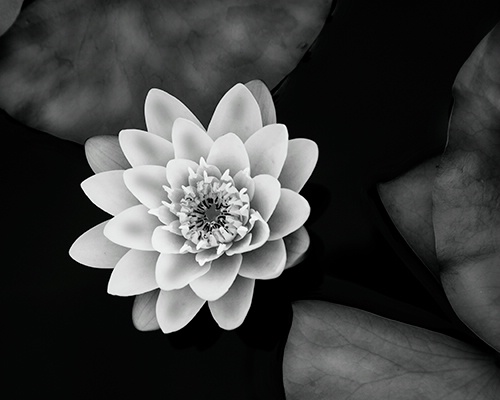 b&w lillie - ID: 8958608 © Earl H. English