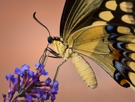 Close-Up of Giant Swallowtail