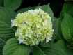 Late Bloomer