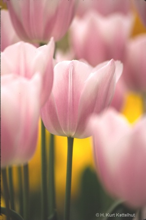 tulip1