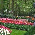 © Kurt Kettelhut PhotoID # 8967285: hollandgarden2