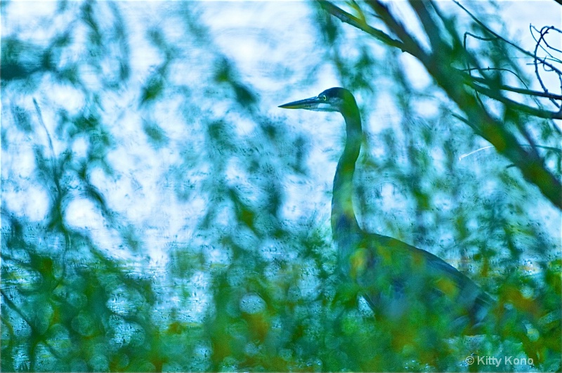 Heron in Camouflage