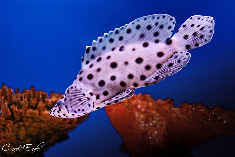 Panther Grouper - ID: 8968915 © Carol Eade