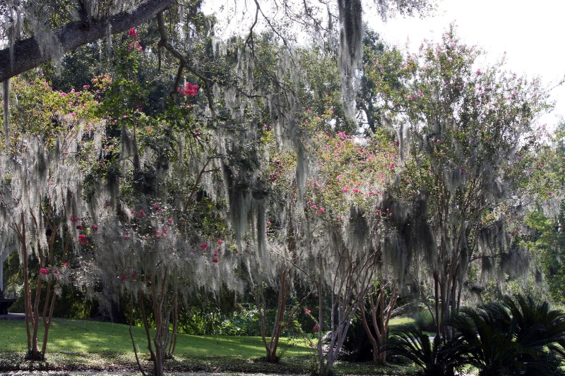 Flowers and Spanish Moss