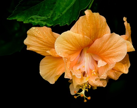 Drenched Hibiscus