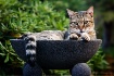 Cat in a bowl