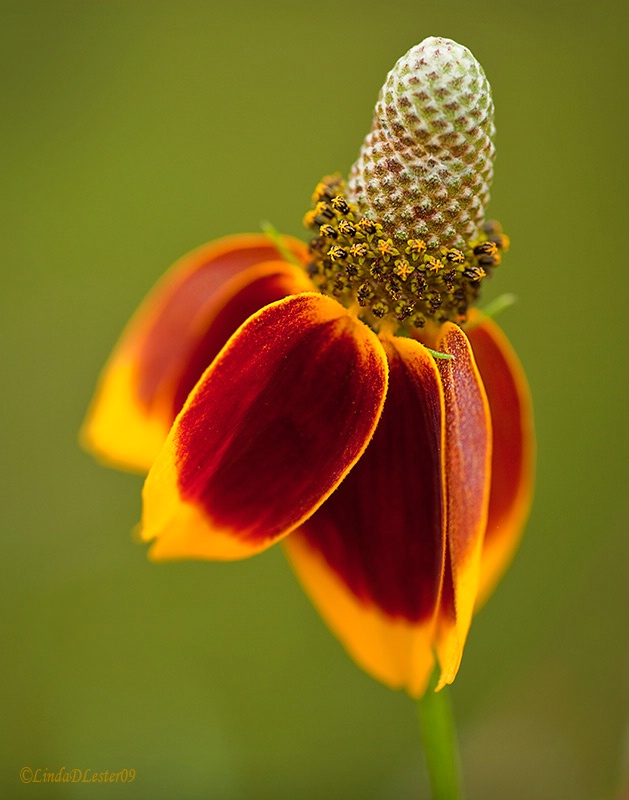 Mexican Hat