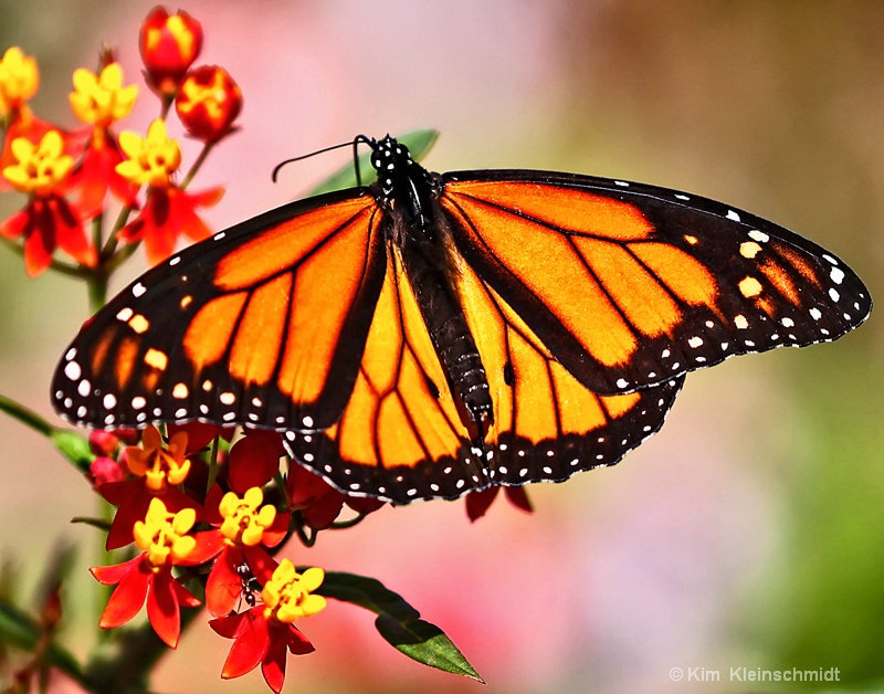 Monarch and friend 