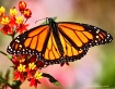 Monarch and frien...
