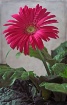 Pretty in Pink