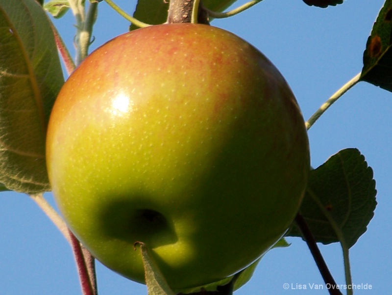 growing apple