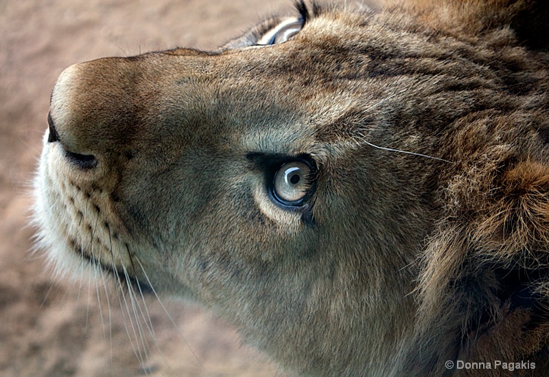 Pondering Cub