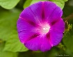 Morning Glory