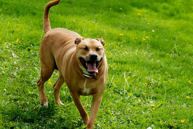 Laughing Girl