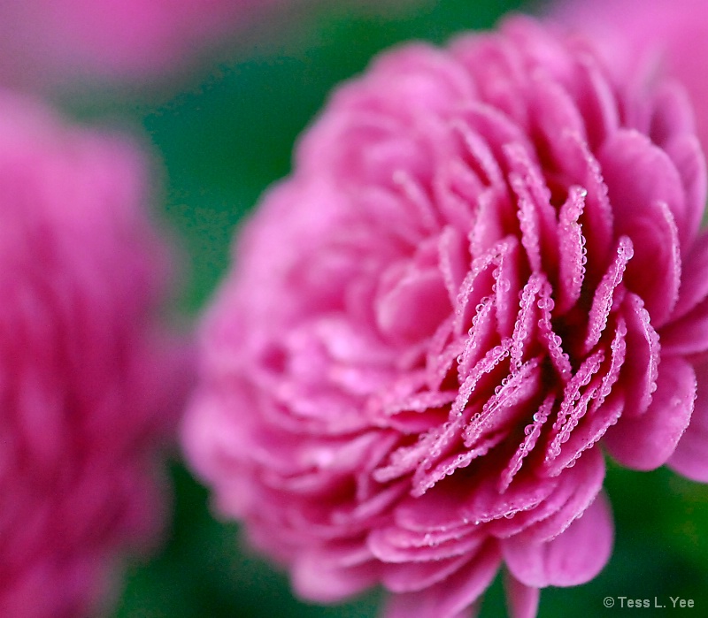 Frosted Flower