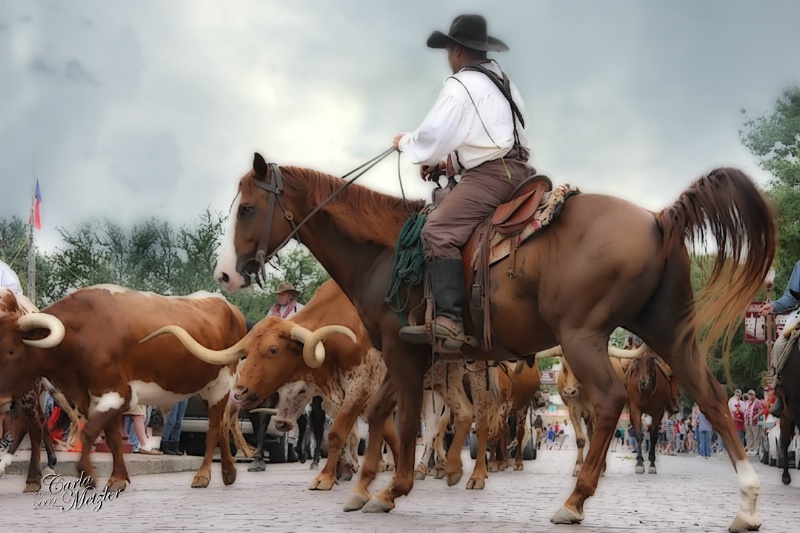 Cattle Drive