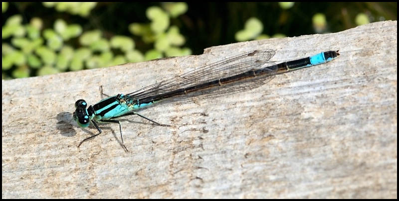 Turquoise Dragonfly