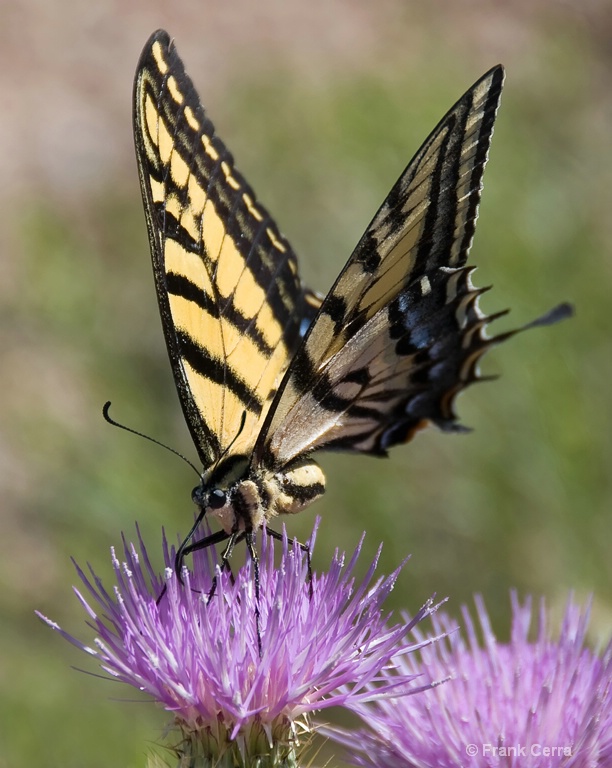 swallowtail at work