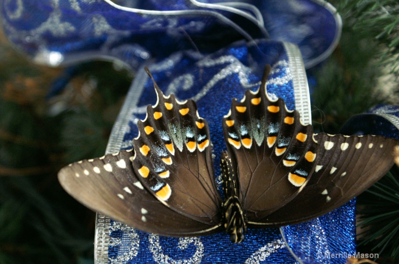 Bottoms up: Papilio troilus (Spicebush Swallowtail