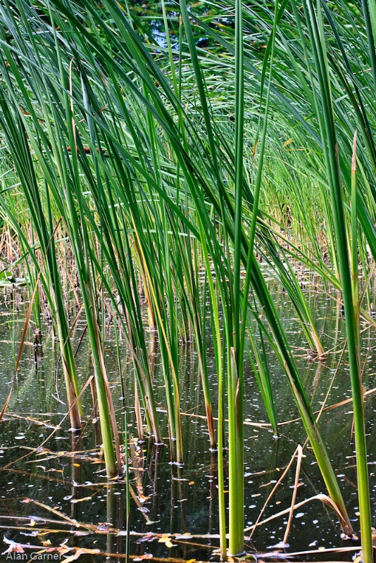 Pond Grasses