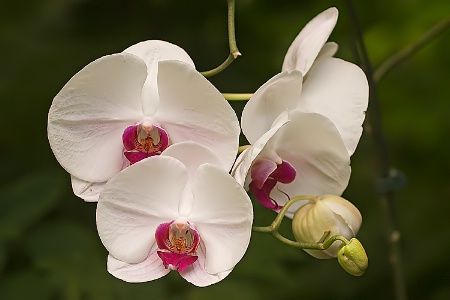 Orchid Delight