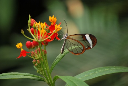 Flutter by, butterfly