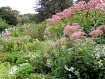 Pink Profusion