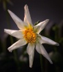 The Dahlia Star