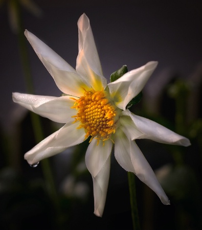 The Dahlia Star