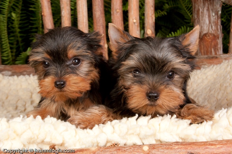  mg 7313 Yorkshire Terrier