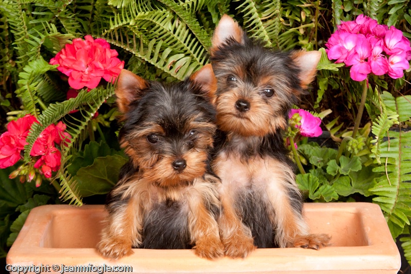  mg 7459 Yorkshire Terrier