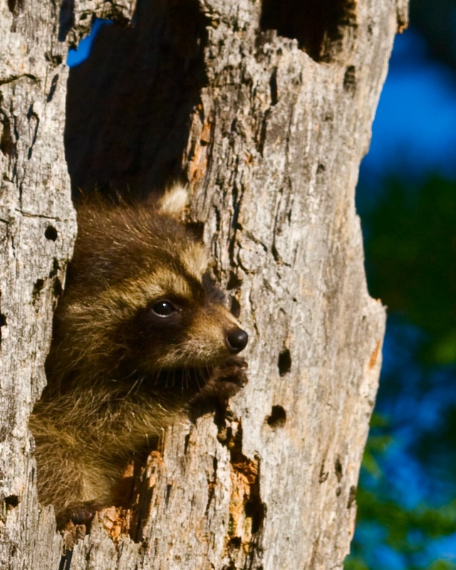 Playful Raccoon