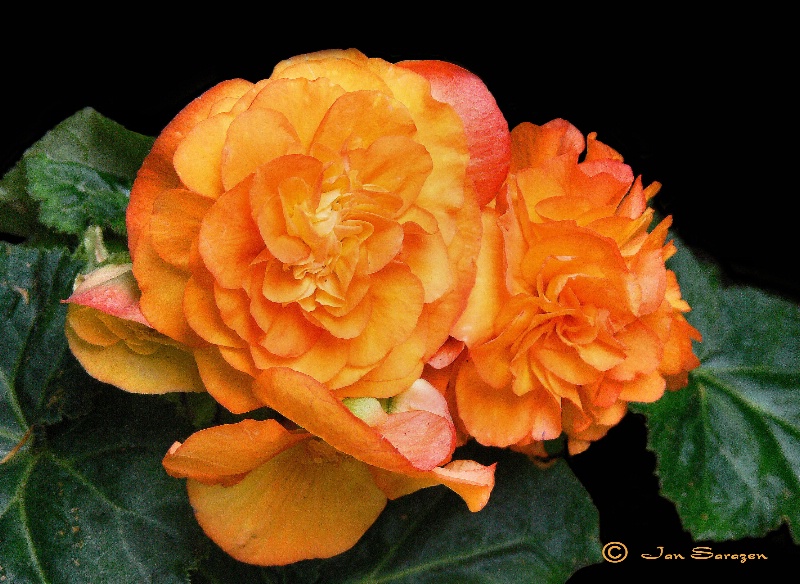 Orange Begonia