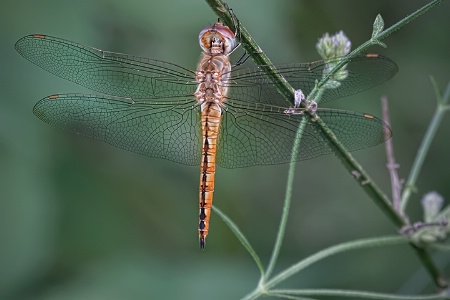 Sunning at Dusk