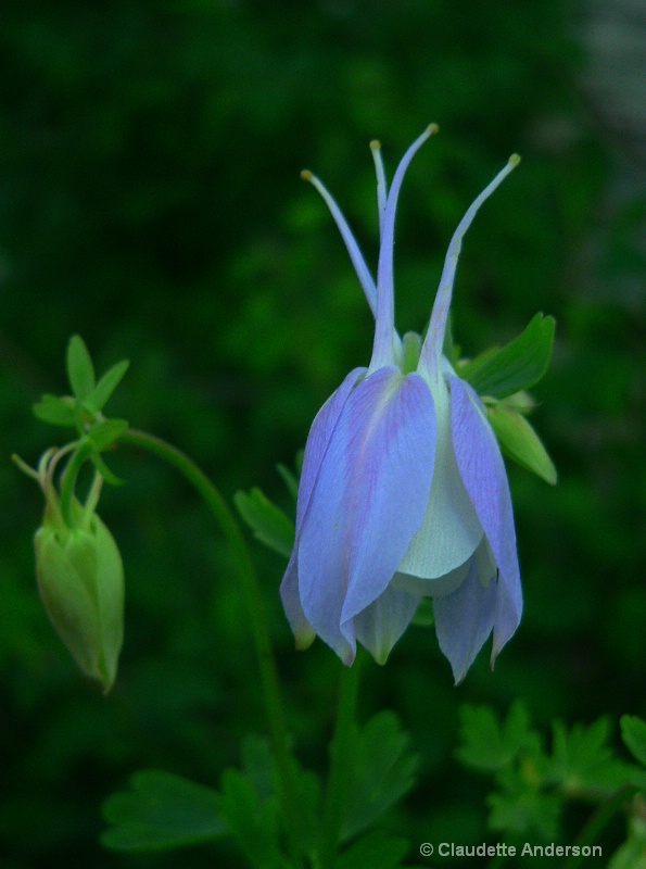 Blue Columbine in the Shade