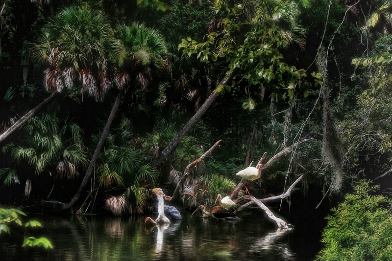 Birds on the Bayou